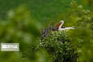 Migratory storks in Iranian wetland