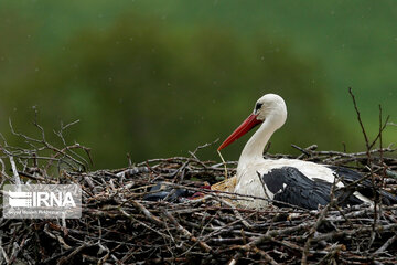 Migratory storks in Iranian wetland