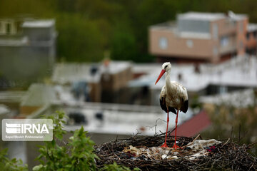 Migratory storks in Iranian wetland