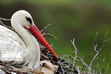 Migratory storks in Iranian wetland