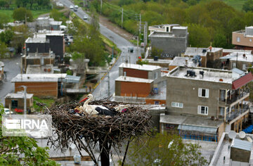 Migratory storks in Iranian wetland