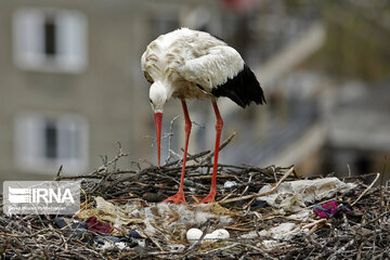 Migratory storks in Iranian wetland