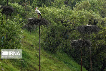 Migratory storks in Iranian wetland