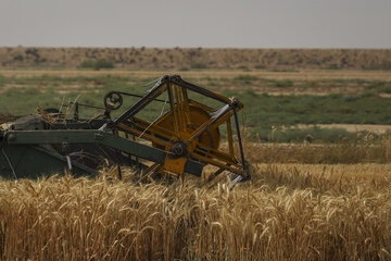برداشت گندم در جنوب خوزستان