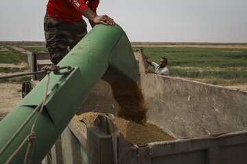 برداشت گندم در جنوب خوزستان