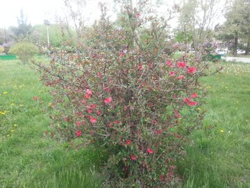 شکوفه درختان و زیبایی‌های بوستان ساحلی بوکان