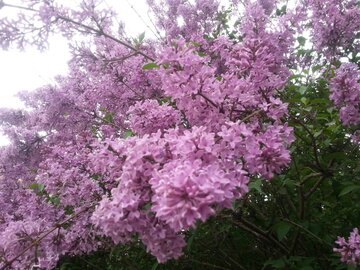 شکوفه درختان و زیبایی‌های بوستان ساحلی بوکان