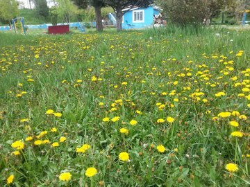 شکوفه درختان و زیبایی‌های بوستان ساحلی بوکان