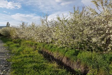 شکوفه باران باغات اشنویه