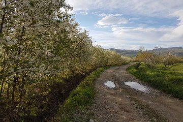 Florecen los árboles en Oshnavieh