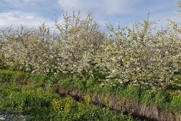 شکوفه باران باغات اشنویه