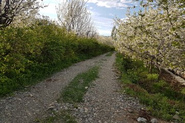 Florecen los árboles en Oshnavieh