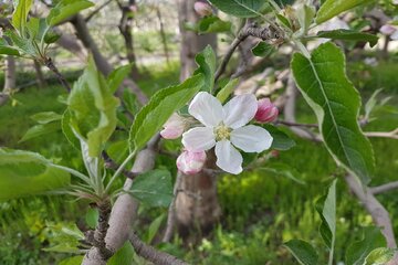 شکوفه باران باغات اشنویه