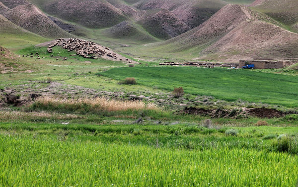 سالانه ۲۵۰ هزار تن علوفه از مراتع چهارمحال و بختیاری برداشت می‌شود