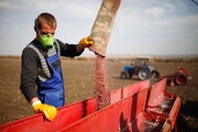 روسیه برای مقابله با گرانی صادرات غلات را متوقف کرد