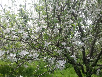 شکوفه اردیبهشتی درختان سیب در بوکان 