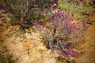 دره ارغوان در مسیر رودخانه سیروان