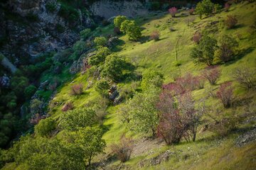 دره ارغوان در مسیر رودخانه سیروان