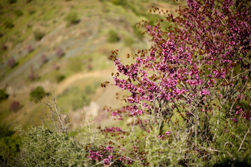 دره ارغوان در مسیر رودخانه سیروان