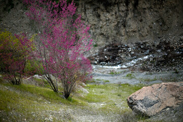 دره ارغوان در مسیر رودخانه سیروان