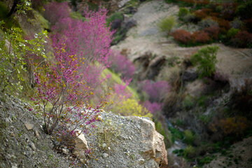 دره ارغوان در مسیر رودخانه سیروان