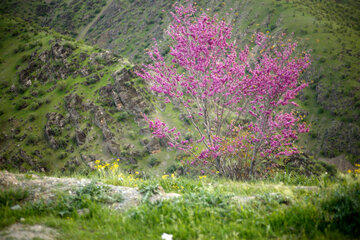 دره ارغوان در مسیر رودخانه سیروان