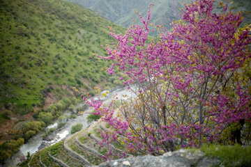 دره ارغوان در مسیر رودخانه سیروان