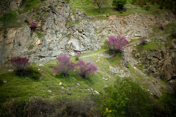 دره ارغوان در مسیر رودخانه سیروان