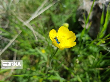 Types of medicinal herbs in western Iran