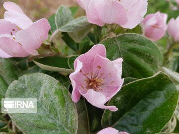 Types of medicinal herbs in western Iran