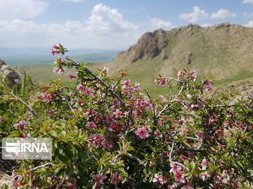 Types of medicinal herbs in western Iran