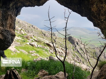 Types of medicinal herbs in western Iran