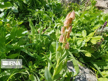 Types of medicinal herbs in western Iran