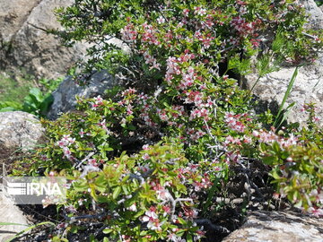 Types of medicinal herbs in western Iran