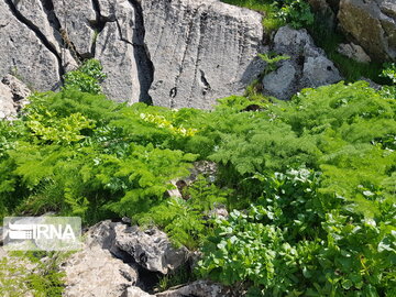 Types of medicinal herbs in western Iran