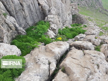 Types of medicinal herbs in western Iran