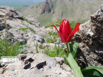 Types of medicinal herbs in western Iran