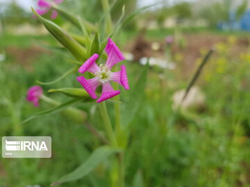 Types of medicinal herbs in western Iran