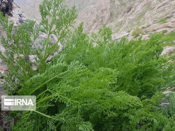 Types of medicinal herbs in western Iran