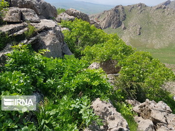 Types of medicinal herbs in western Iran