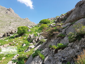 Types of medicinal herbs in western Iran