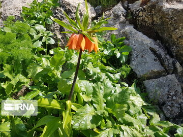 Types of medicinal herbs in western Iran