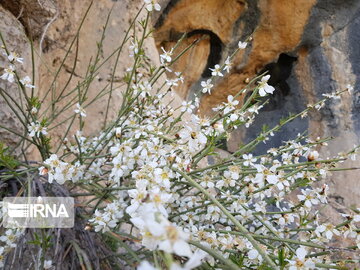 Types of medicinal herbs in western Iran