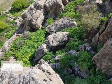 Types of medicinal herbs in western Iran