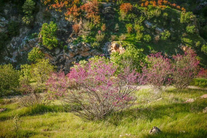 خنکای هوای خراسان شمالی و عقب نشینی گرمای تابستان 