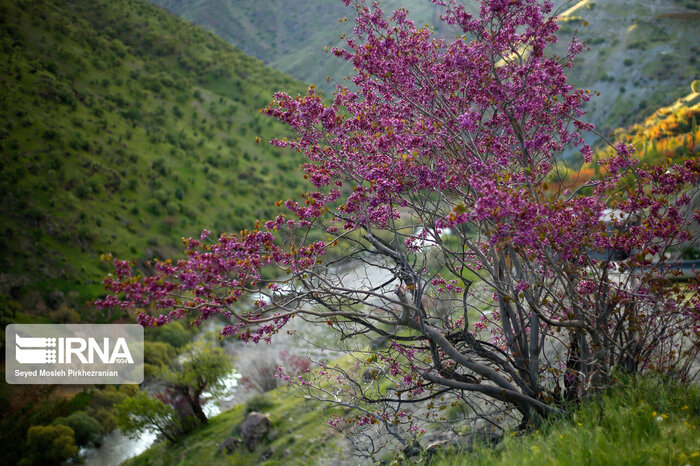 دنیای درختان را خراب نکنیم