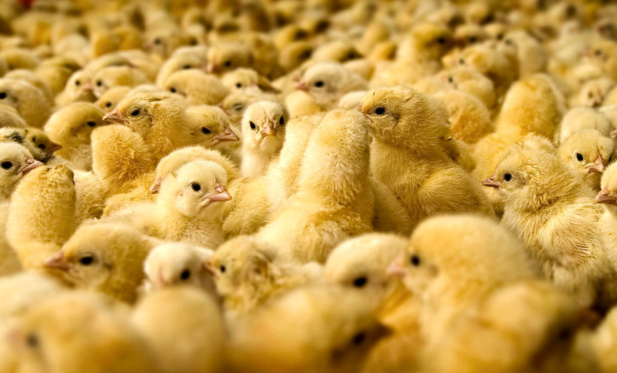 Iran exports 320k one-day old chickens to Afghanistan