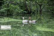 Beauty of Estil wetland in Iran