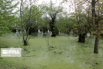 Beauty of Estil wetland in Iran