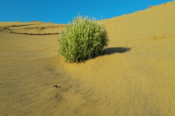 بیابانزایی زخمی بر پیکر طبیعت استان سمنان